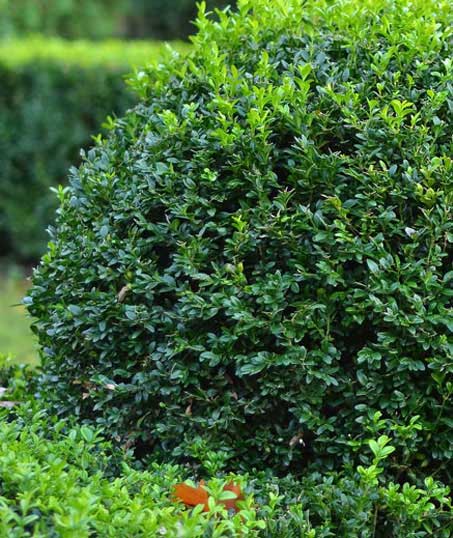 LinkNow Media Commercial Shrubs & Hedges