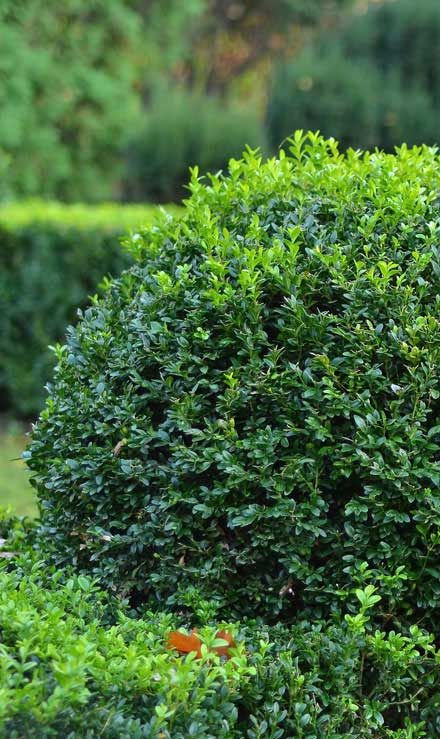LinkNow Media Commercial Shrubs & Hedges